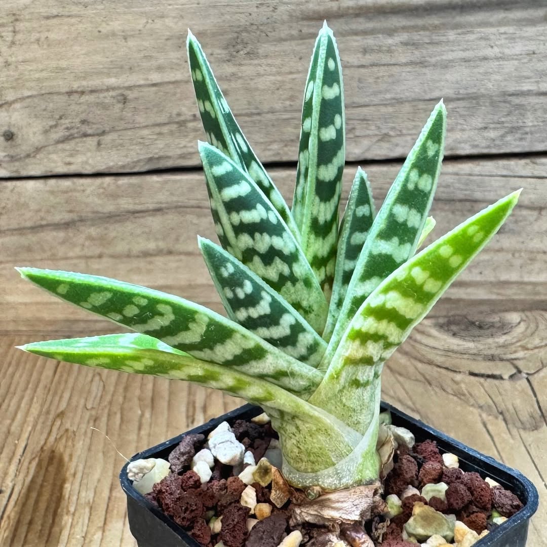 macam-macam jenis lidah buaya macam-macam jenis lidah buaya