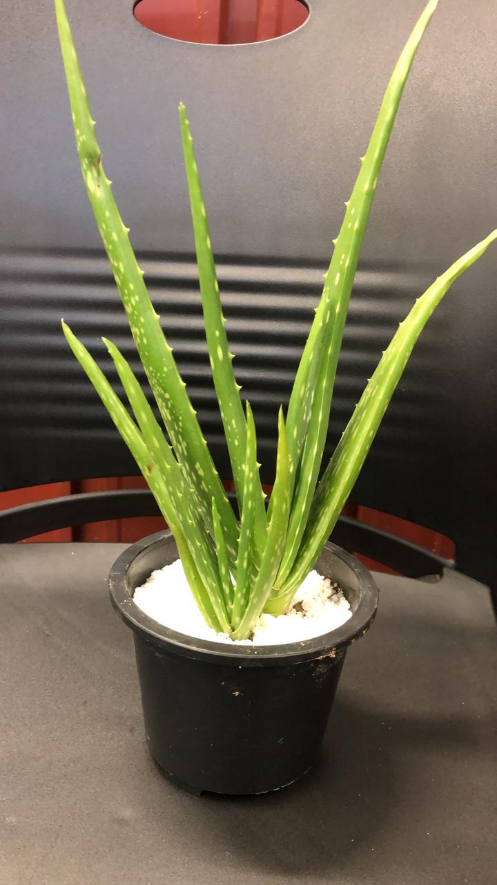 jenis jenis lidah buaya jenis jenis lidah buaya