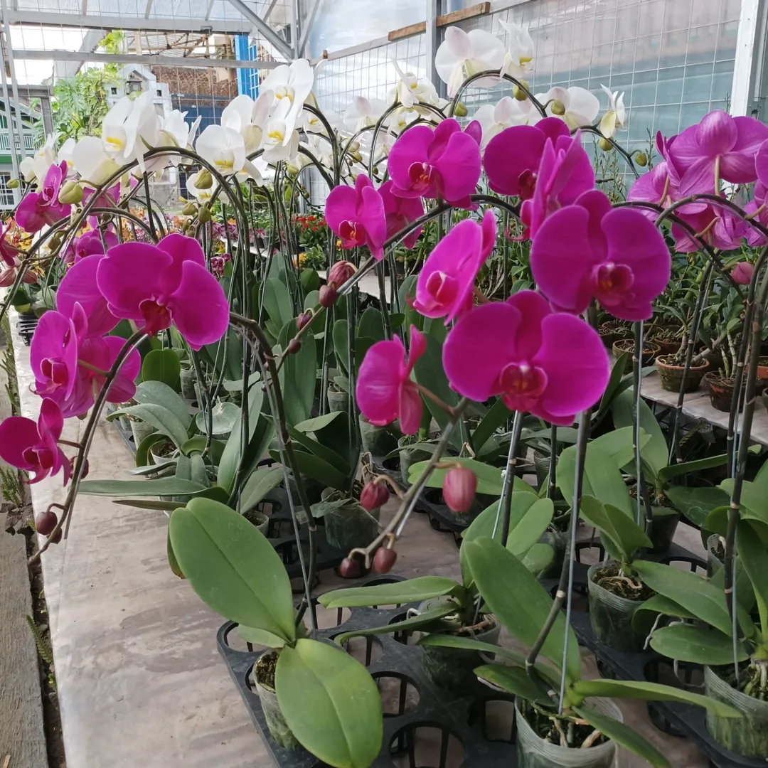 bunga yang memiliki arti bagus