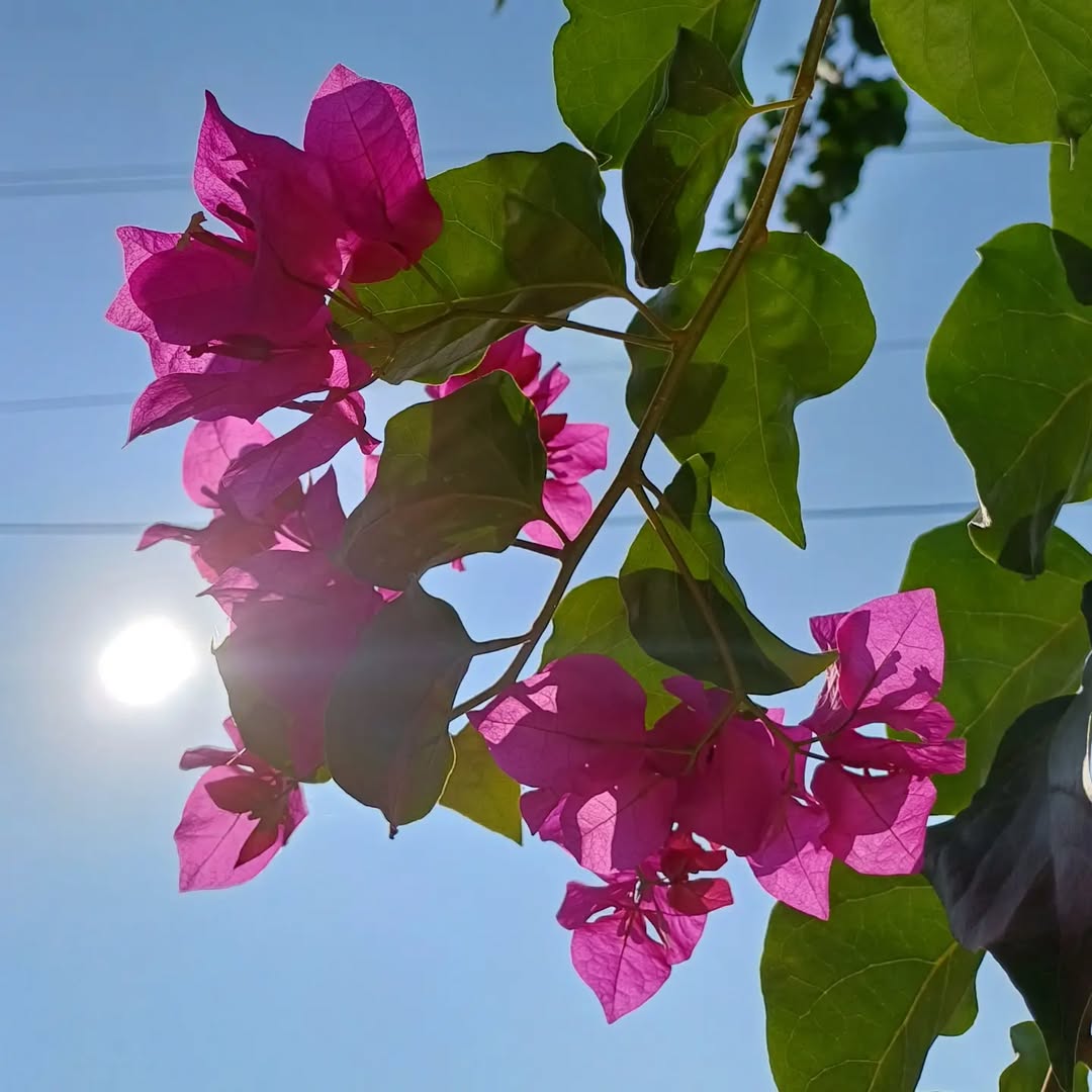 Bunga untuk taman kering