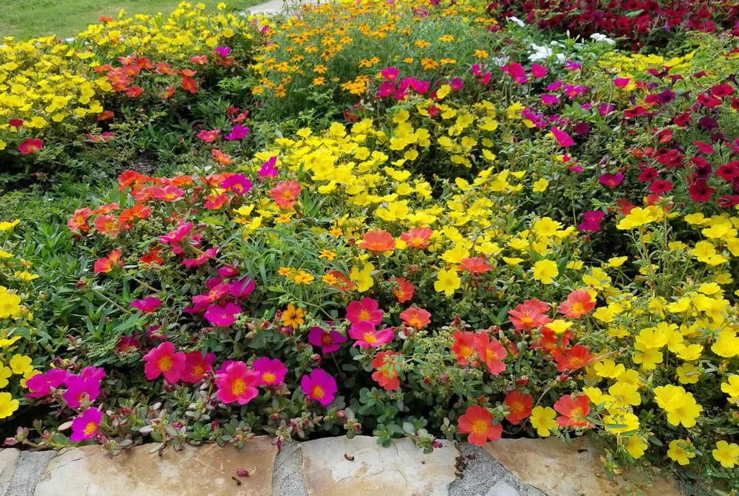 Bunga untuk taman kering