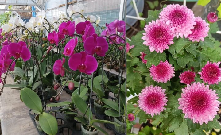 bunga yang memiliki arti bagus