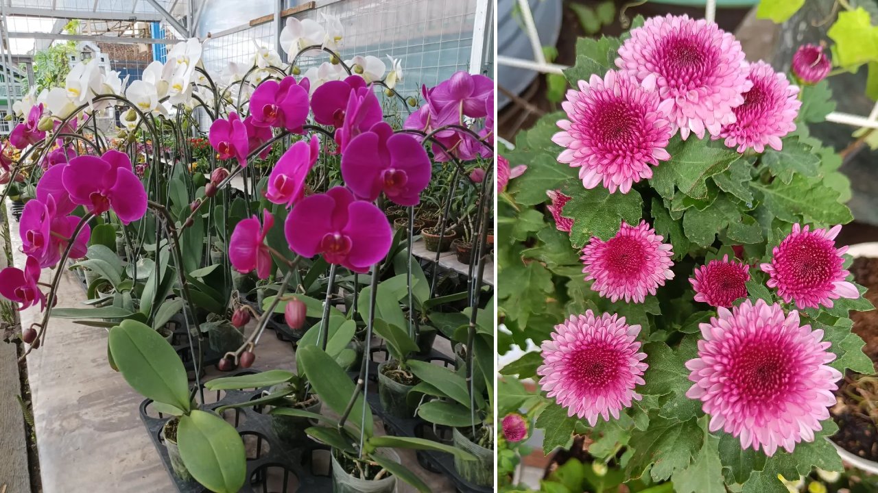 5 Jenis Bunga yang Memiliki Arti Bagus untuk Rumah, Bawa Energi Positif Setiap Hari