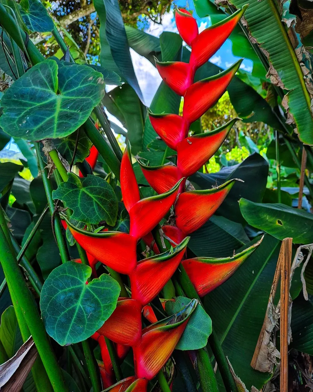 jenis heliconia