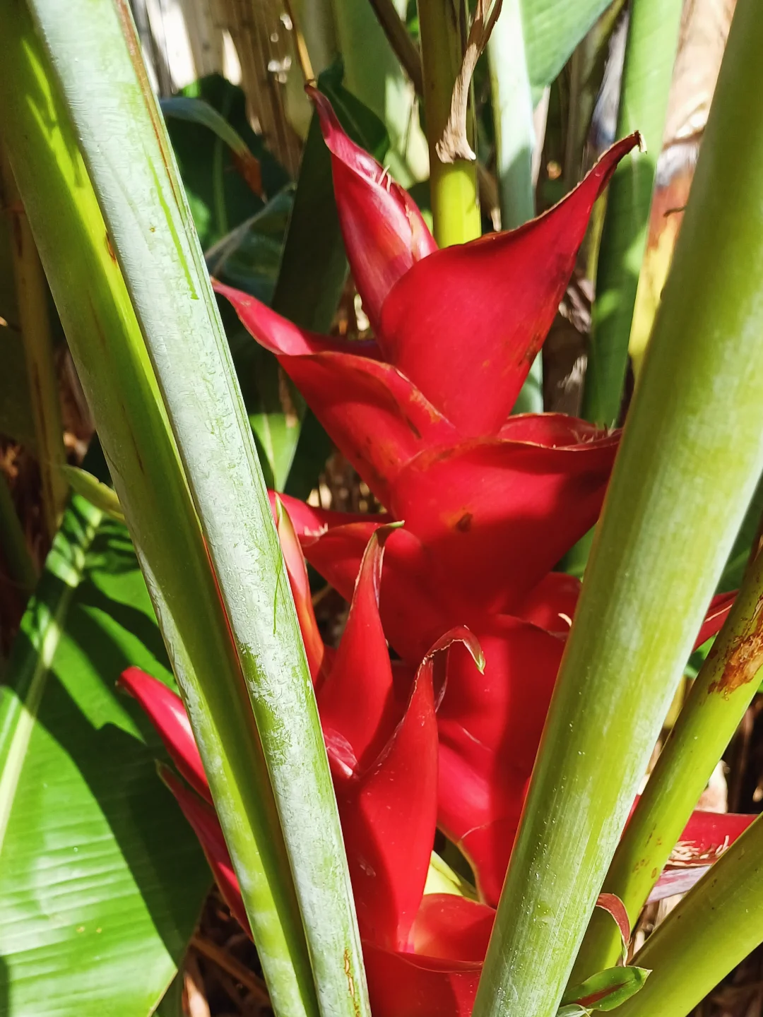 tanaman pisang pisangan