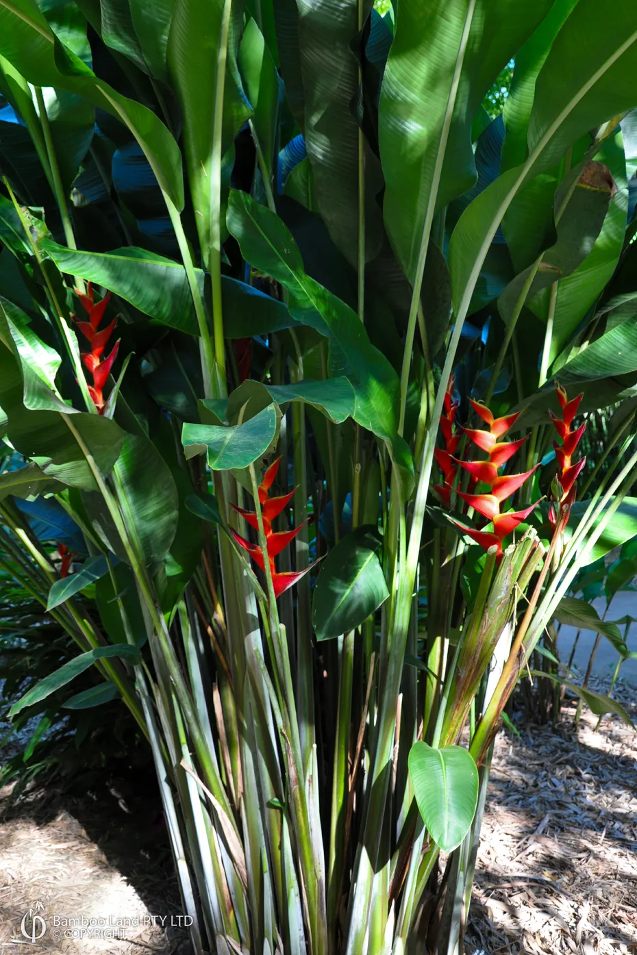 tanaman hias pisang pisangan