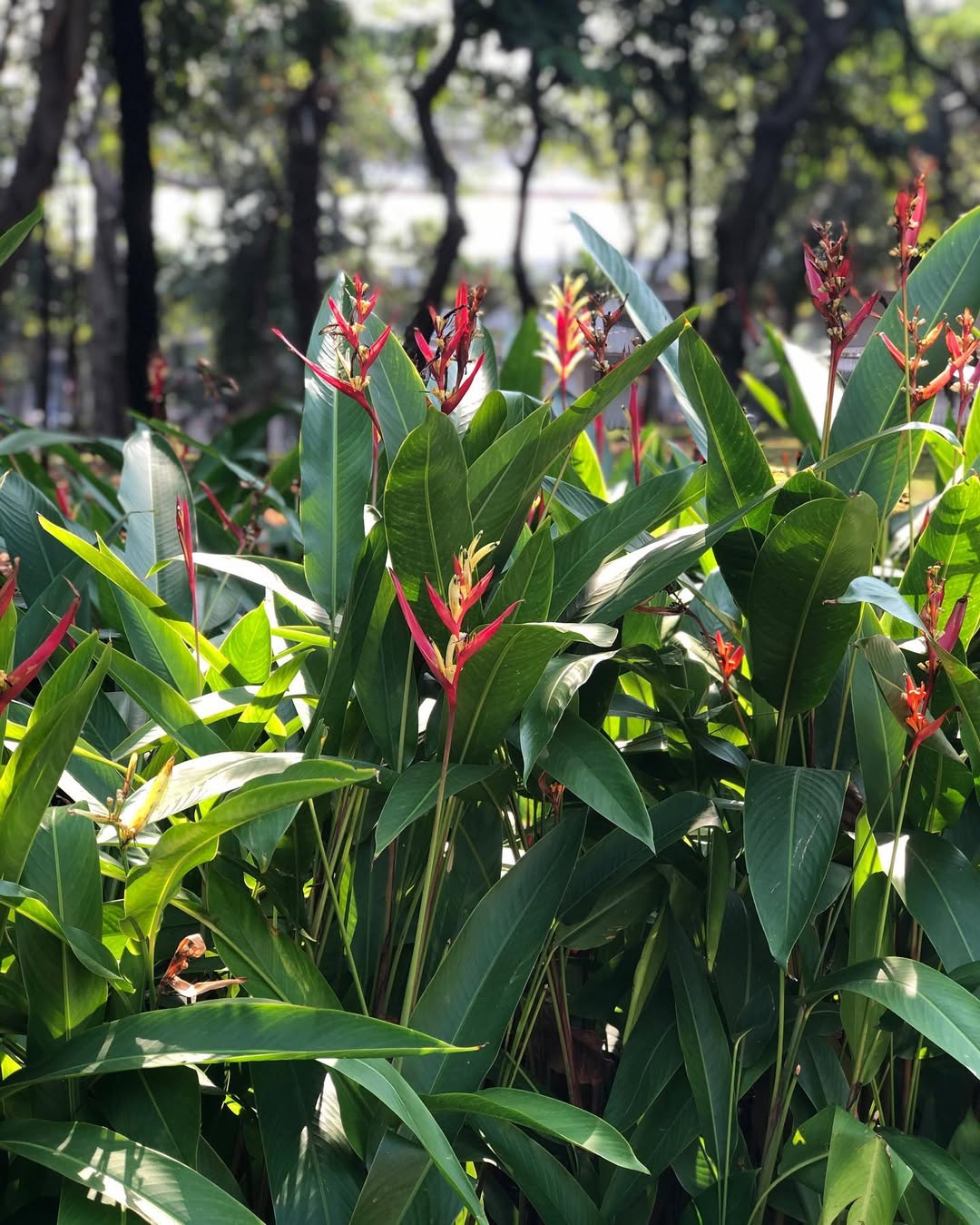 jenis heliconia