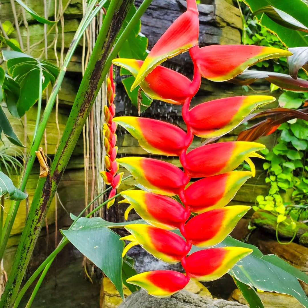 jenis heliconia