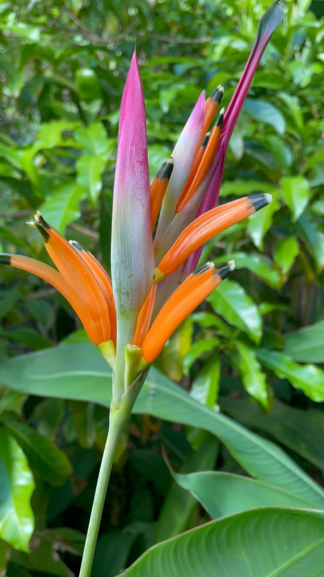 tanaman pisang pisangan