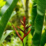 6 Jenis Heliconia yang Aesthetic untuk Mempercantik Rumah