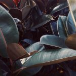 5 Jenis Karet Kebo untuk Mempercantik Rumah