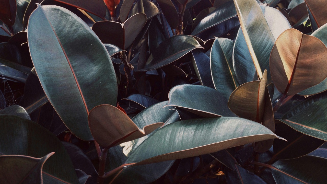 5 Jenis Karet Kebo untuk Mempercantik Rumah