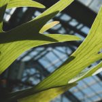 5 Jenis Platycerium yang Cantik, Unik, dan Mudah Dirawat di Rumah