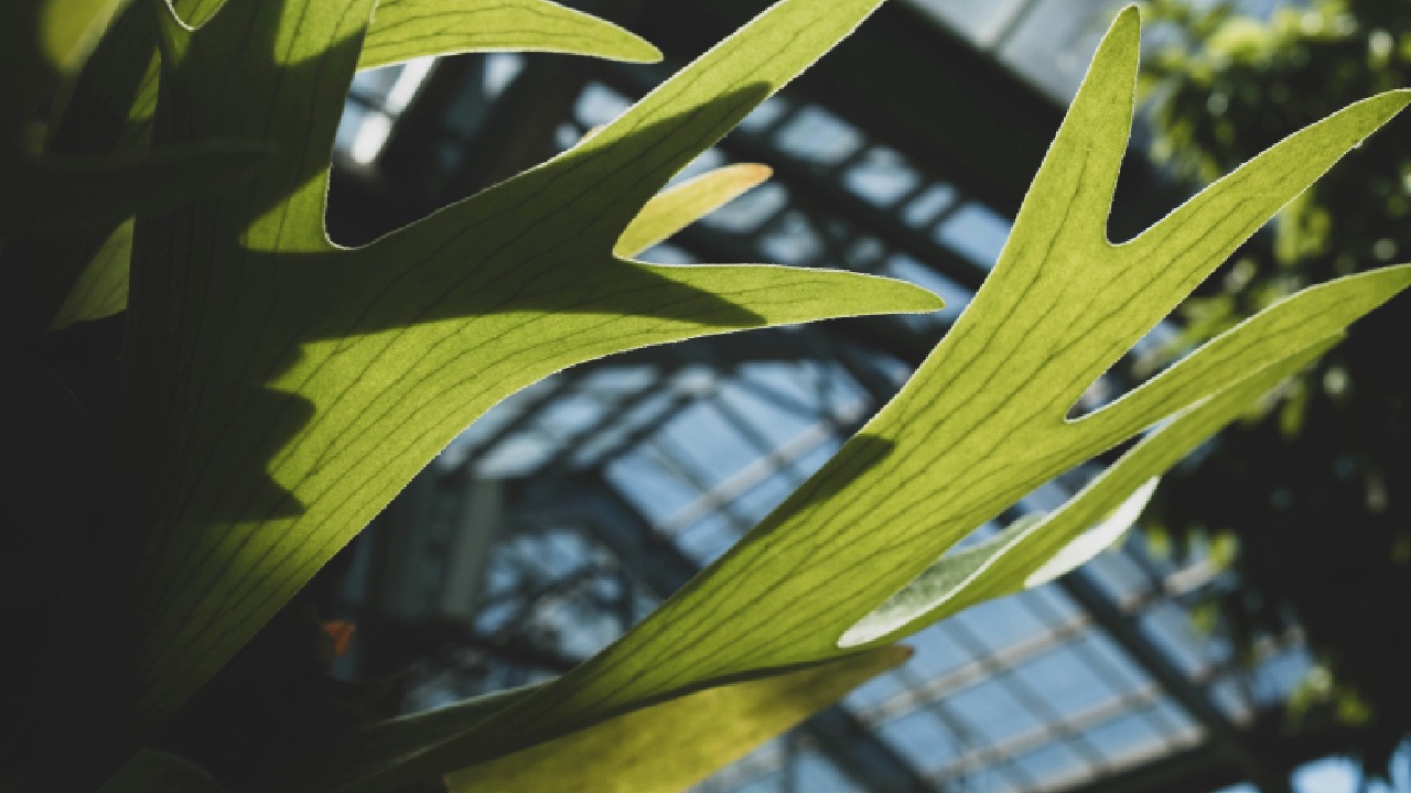 5 Jenis Platycerium yang Cantik, Unik, dan Mudah Dirawat di Rumah