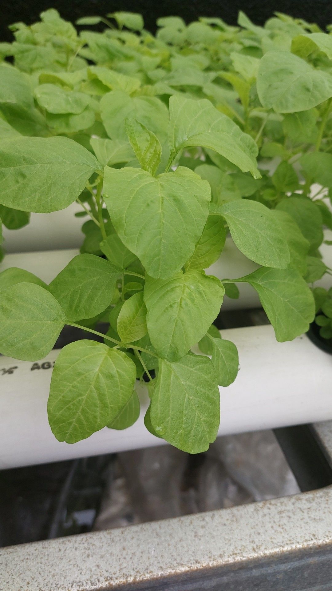 tanaman yang cepat panen