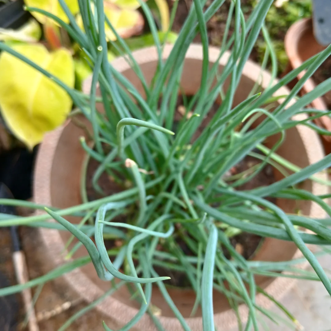 tanaman yang cepat panen