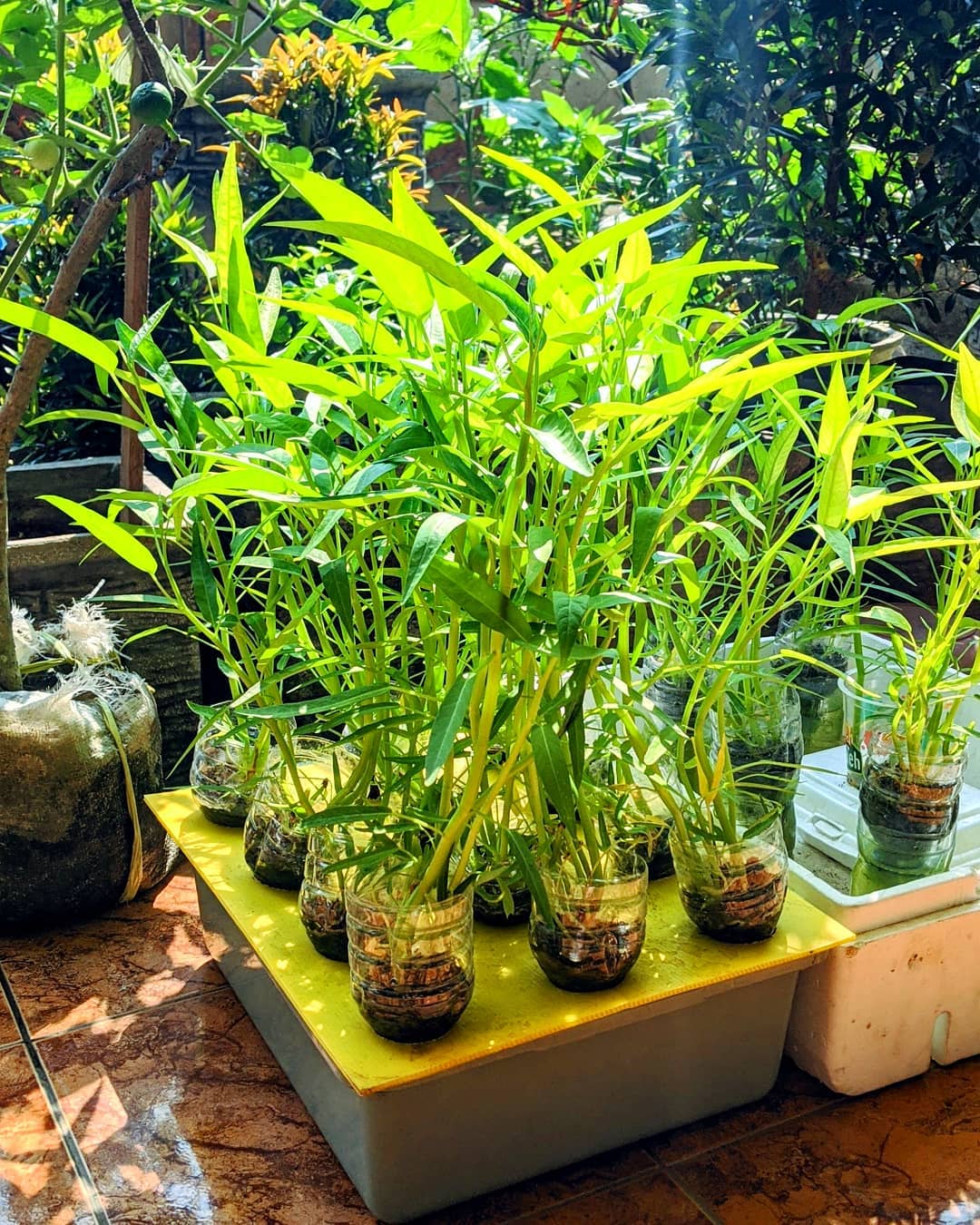 tanaman yang cepat panen