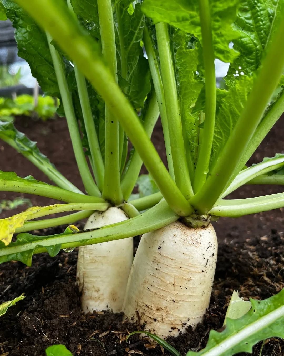 tanaman yang cepat panen