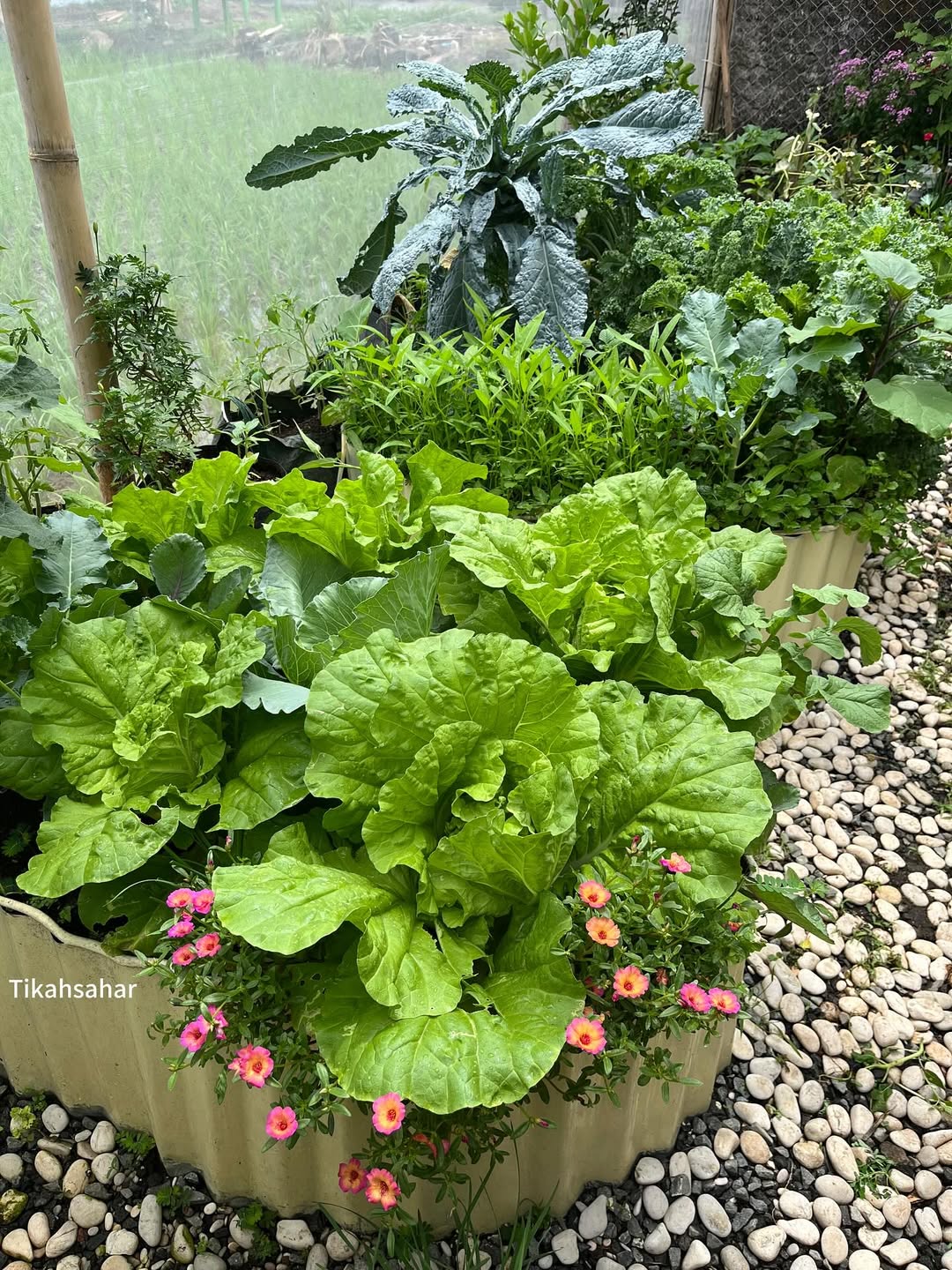 tanaman yang cepat panen