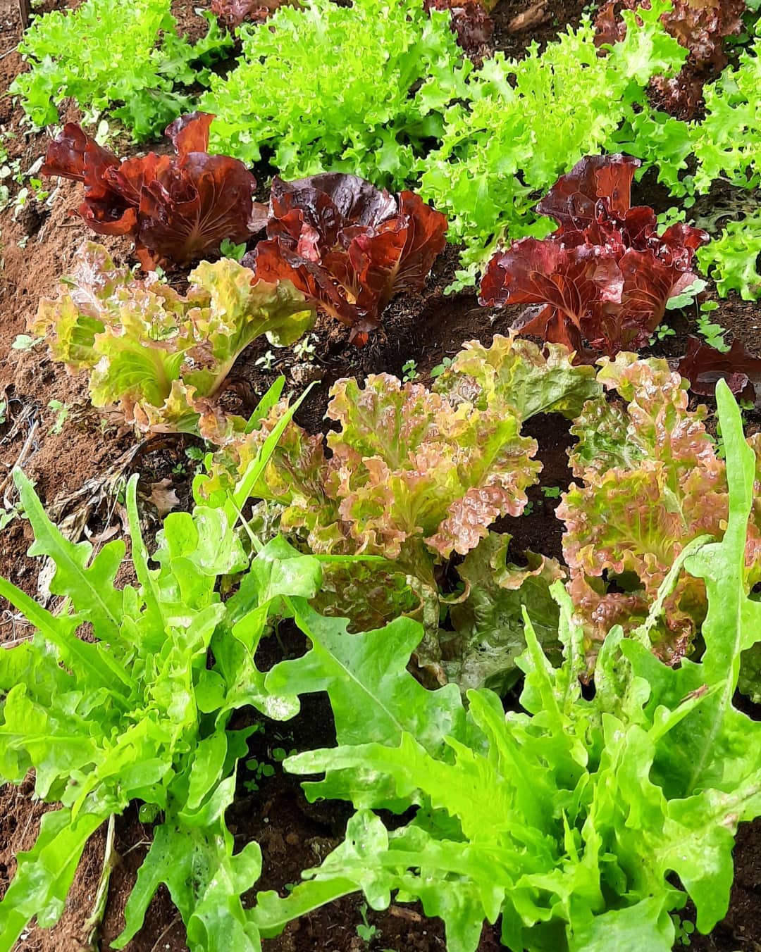 tanaman yang cepat panen