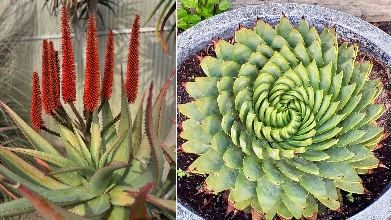 7 Jenis Lidah Buaya yang Cantik, Unik, dan Aesthetic