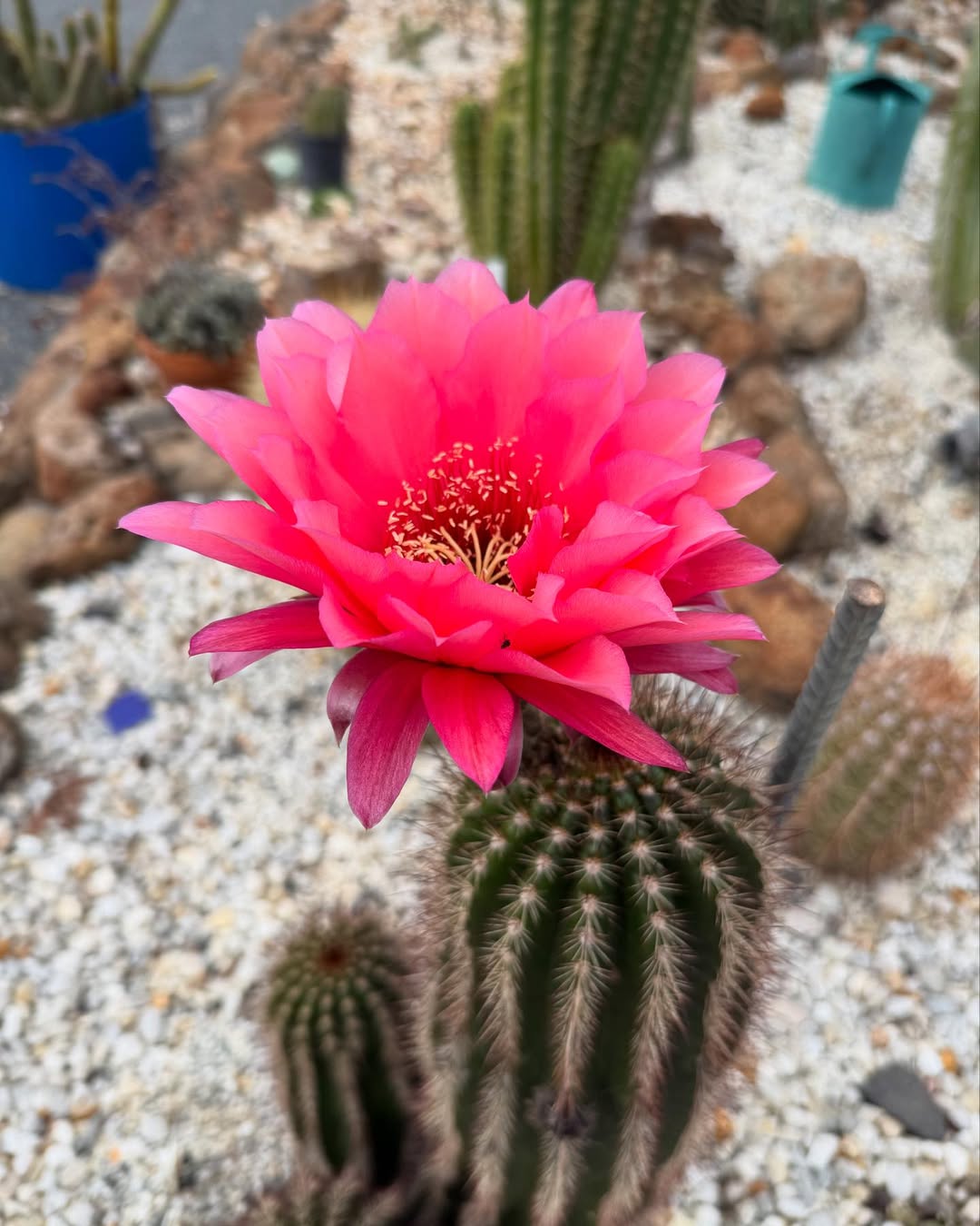 Bunga untuk taman kering