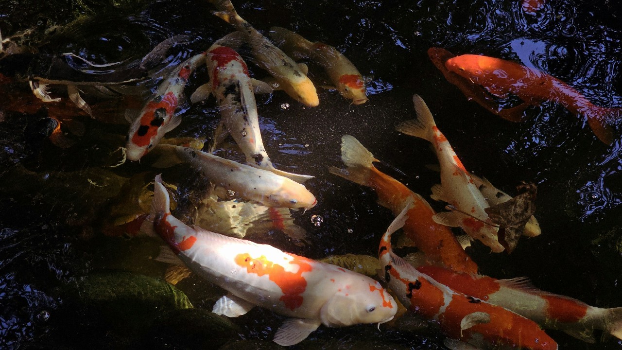 5 Inspirasi Desain Kolam Ikan di Ruang Tamu yang Mempercantik Ruangan