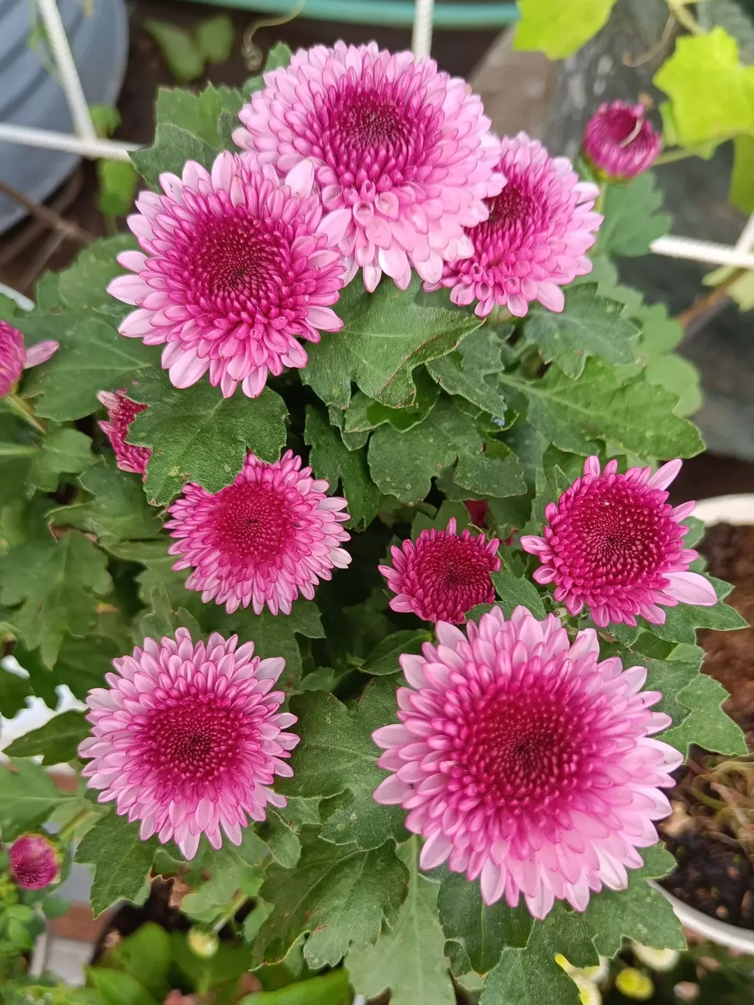 nama bunga yang memiliki arti bagus