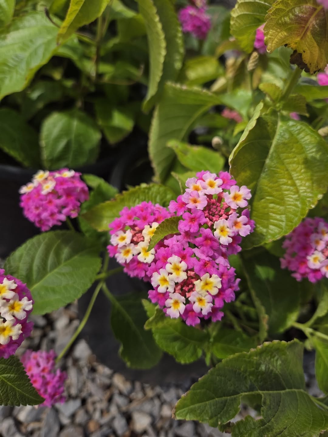 Bunga untuk taman kering