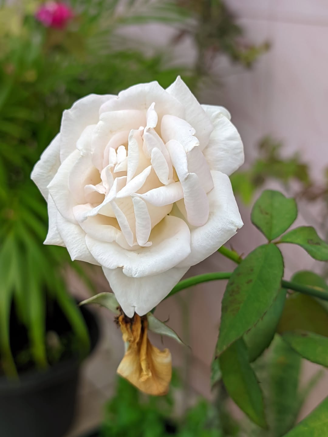 bunga yang memiliki arti bagus