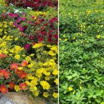 5 Pilihan Bunga Penutup Tanah di Taman yang Cantik dan Mudah Dirawat