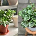 5 Pilihan Tanaman Daun Kecil Hijau Untuk Memperindah Rumah