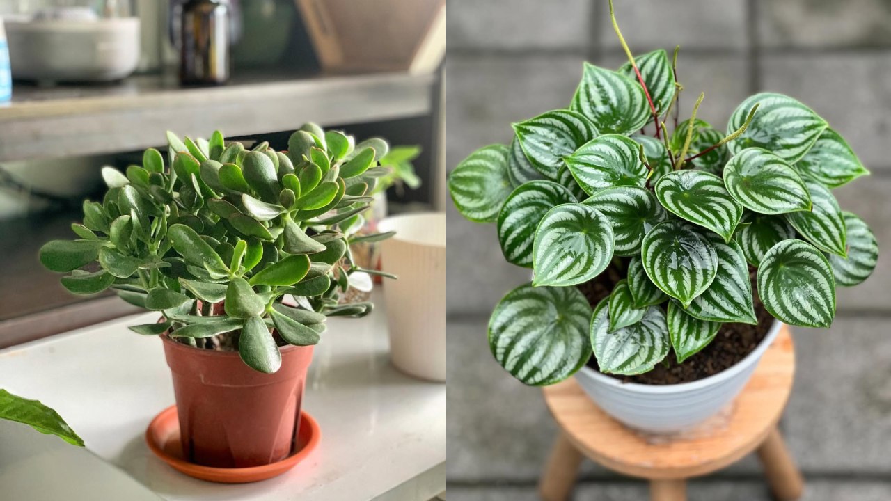 5 Pilihan Tanaman Daun Kecil Hijau Untuk Memperindah Rumah