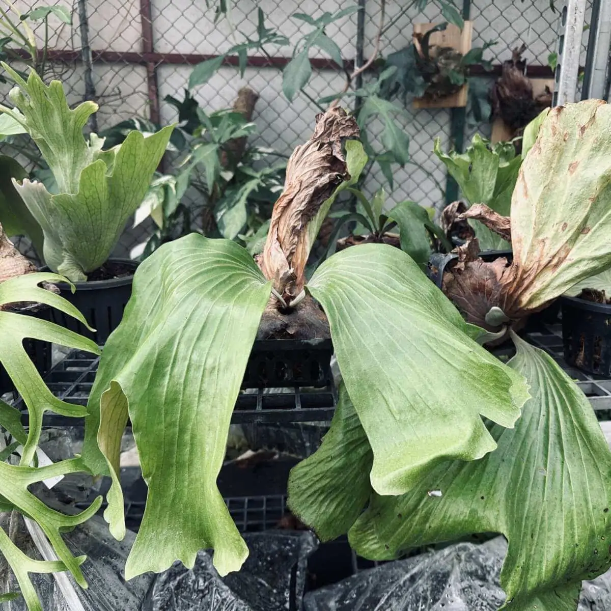 jenis platycerium hybrid