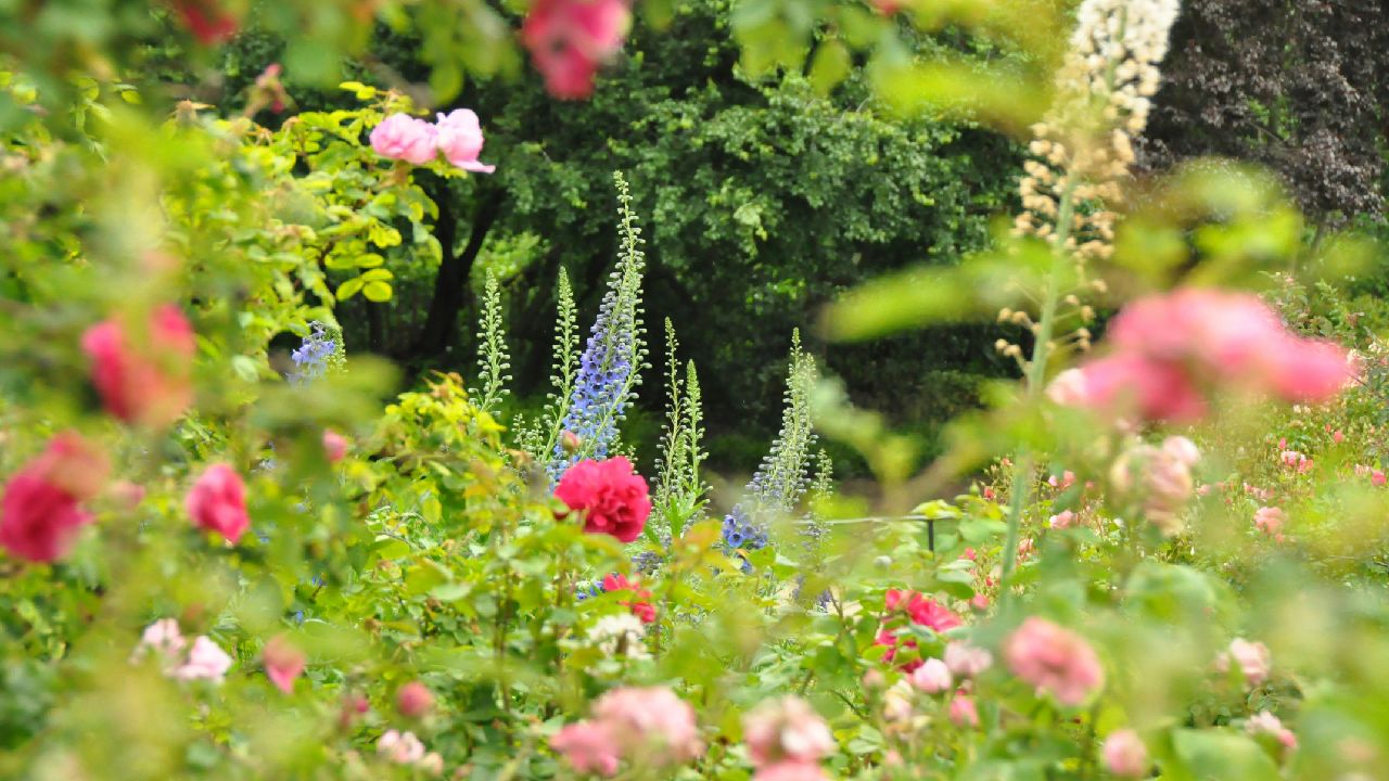 5 Rekomendasi Bunga untuk Taman Kering yang Cantik dan Aesthetic