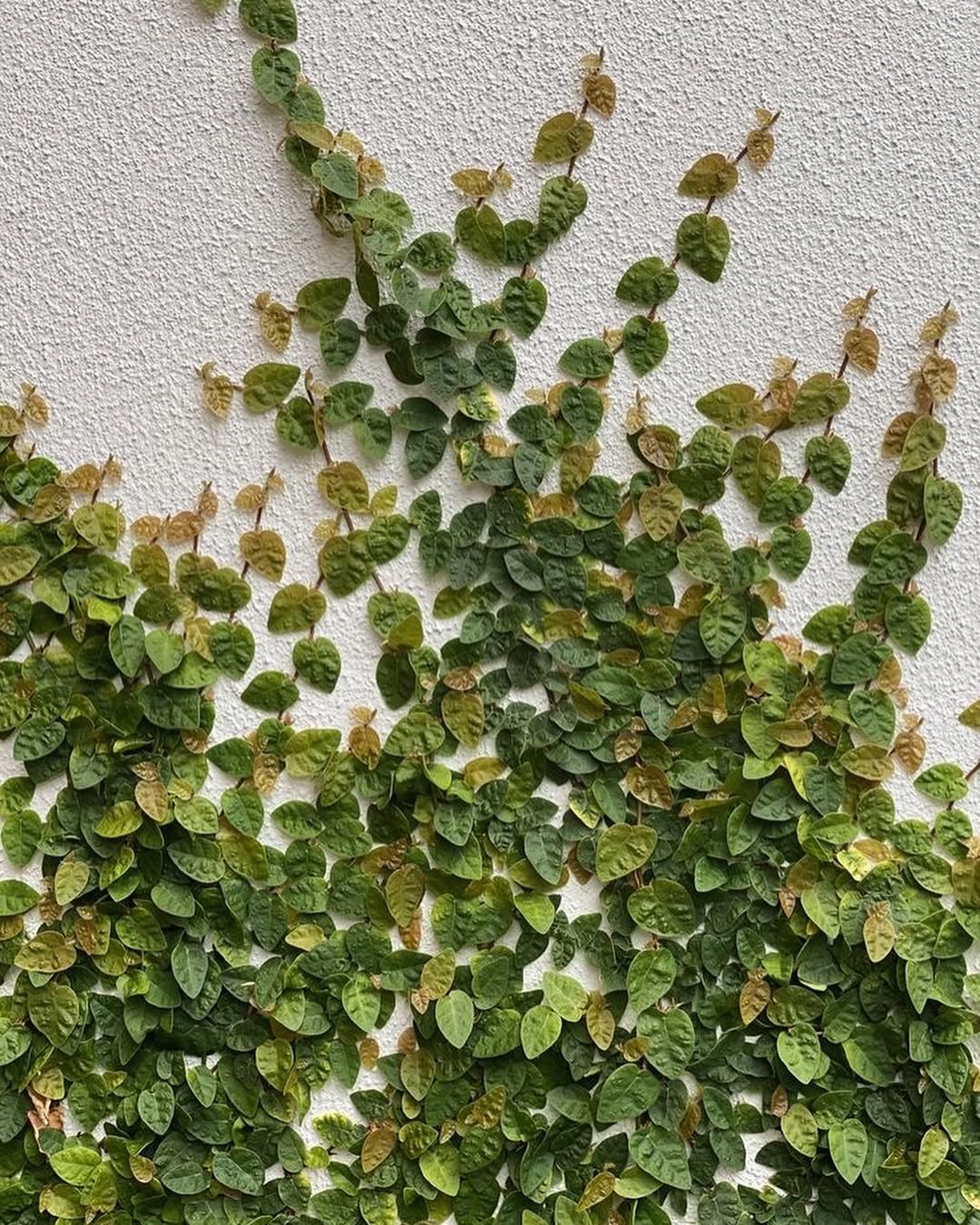 tanaman hias daun hijau