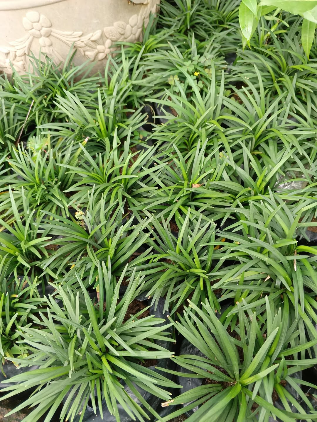 tanaman daun kecil hijau