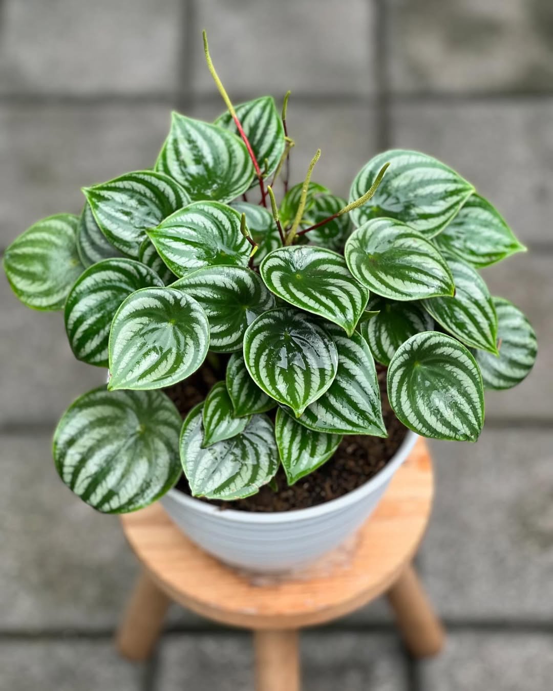 tanaman daun kecil hijau