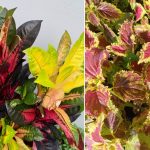 5 Jenis Tanaman Warna Warni yang Cocok untuk Mempercantik Rumah