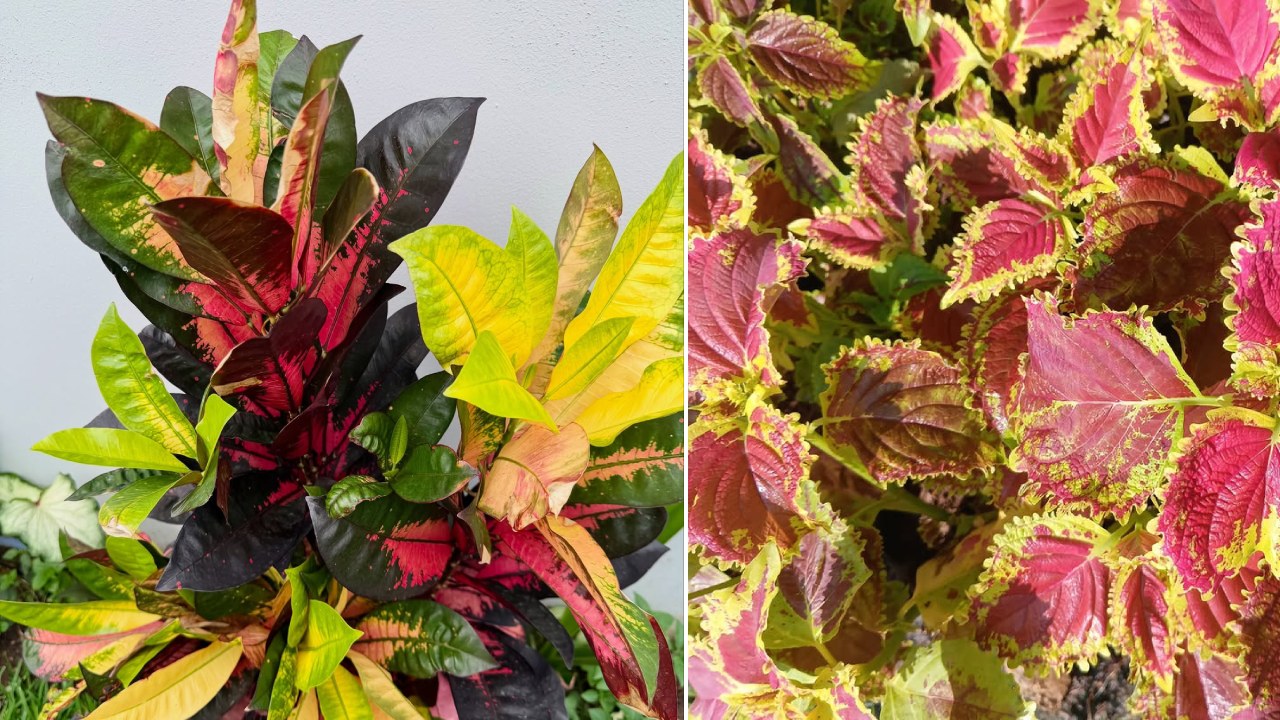 tanaman warna warni tanaman warna warni