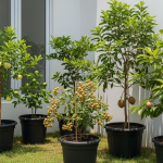 5 Tanaman Buah yang Menguntungkan di Lahan Sempit, Pas Buat Rumah Kecil