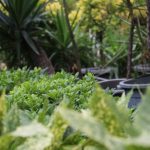 7 Tanaman yang Cepat Panen di Rumah, Mudah dan Menguntungkan