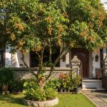 5 Jenis Pohon Kelengkeng yang Cocok Ditanam di Halaman Rumah