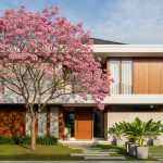 4 Jenis Pohon Tabebuya yang Cocok untuk Halaman Rumah