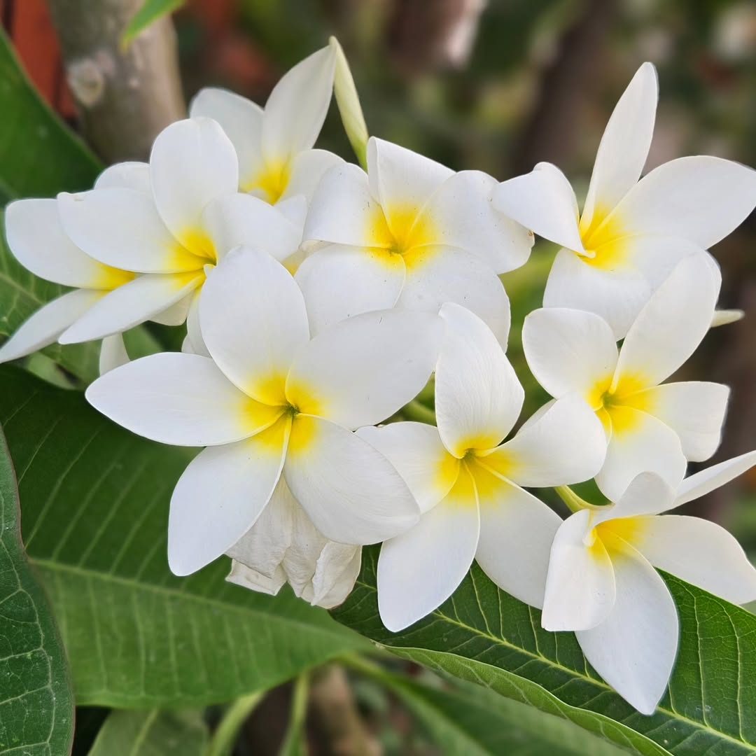 Bunga untuk taman kering