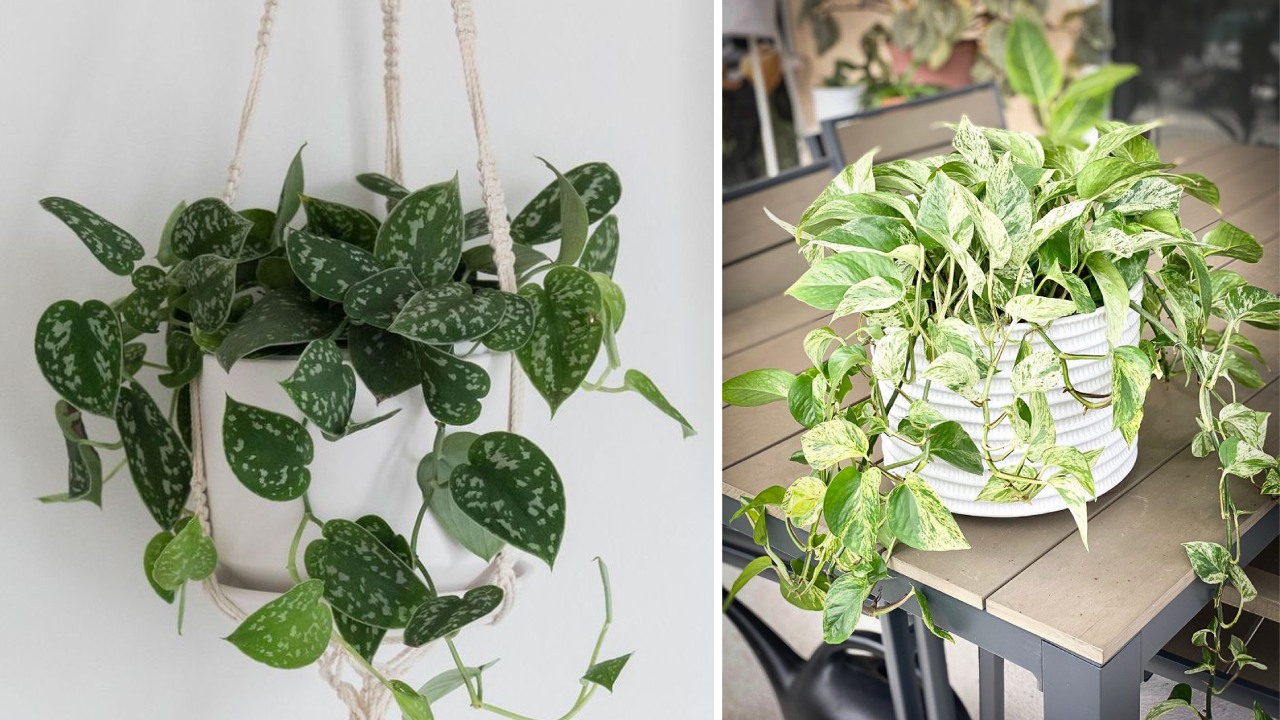 jenis sirih gading jenis sirih gading