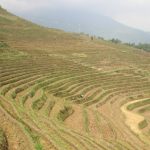 Contoh Surat Tanah Garapan yang Benar agar Tidak Rawan Sengketa