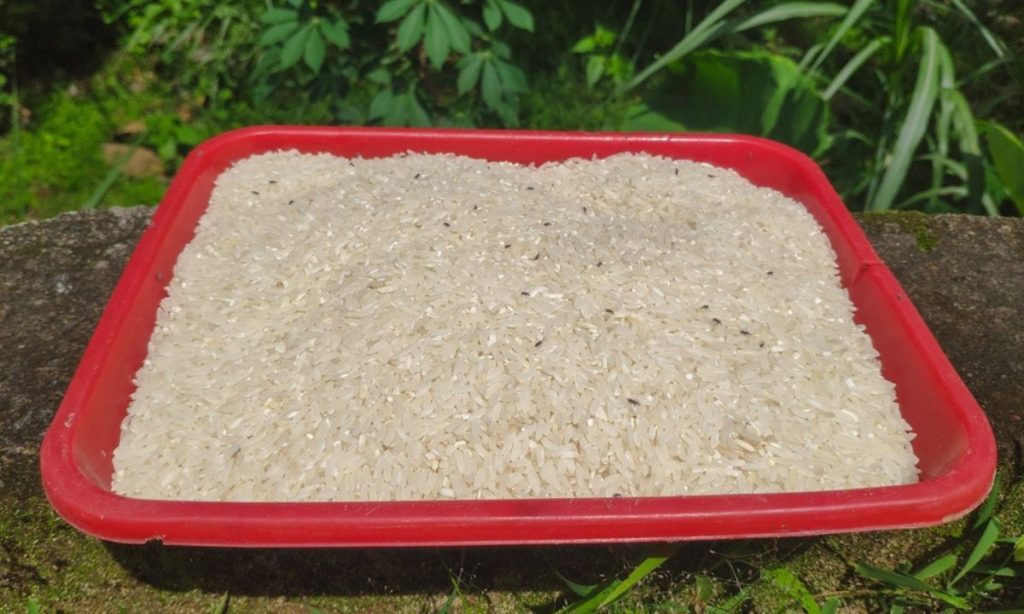 11 Cara Menghilangkan Kutu Beras Secara Alami, Mudah dan Cepat!