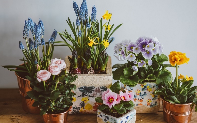 tips for caring for ornamental plants at home