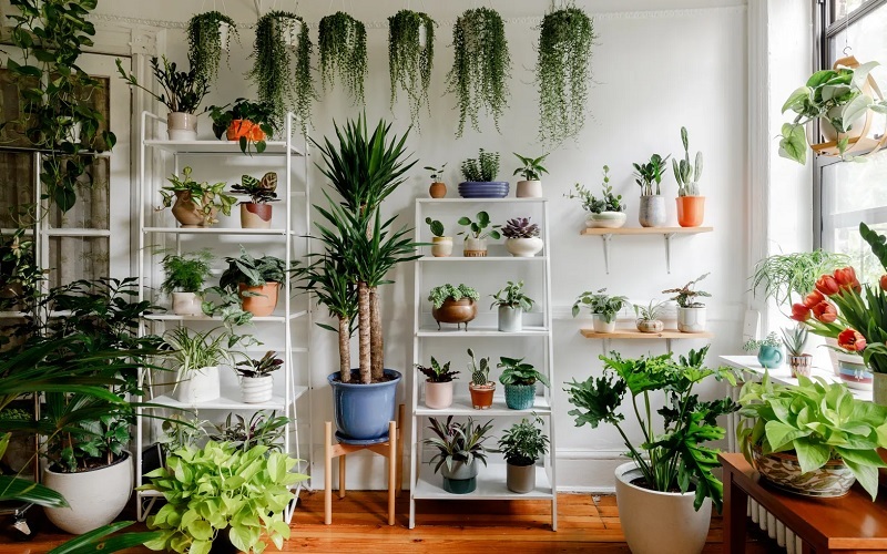 indoor ornamental plant